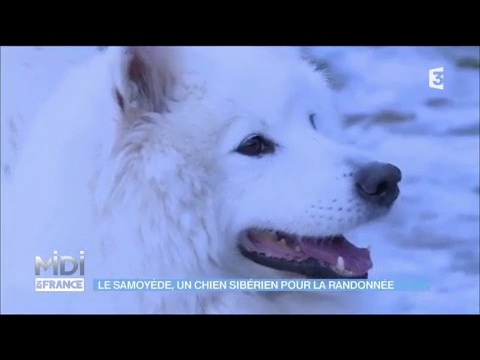Le Samoyede Un Chien Siberien Pour La Randonee Youtube Le Samoyede Un Chien Siberien Pour La Randonee Youtube