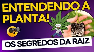 ENTENDENDO A MACONHA: CUIDADOS E DICAS PARA A RAIZ SAUDÁVEL