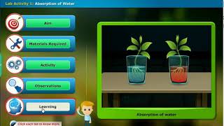 Absorption of Water in Plants - Class 6 Biology | Lab Activity screenshot 4