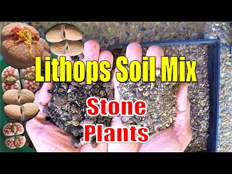 Video: Lithops: Pleie Og Vedlikehold Hjemme