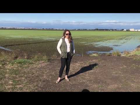Video: ¿Cómo cosechan arroz en California?