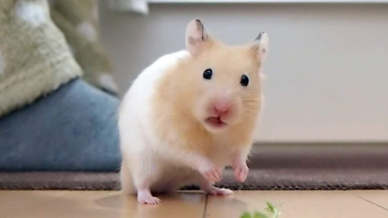 キメ顔で落としにくるハムスター おもしろ可愛い癒しハムスターfunny Hamster Trying To Make Me Fall In Love With A Cute Face Ichaowu 愛潮物