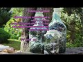 Today we begin with aronia — extreme healthy berry