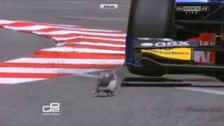 Bird vs Race Car screenshot 5