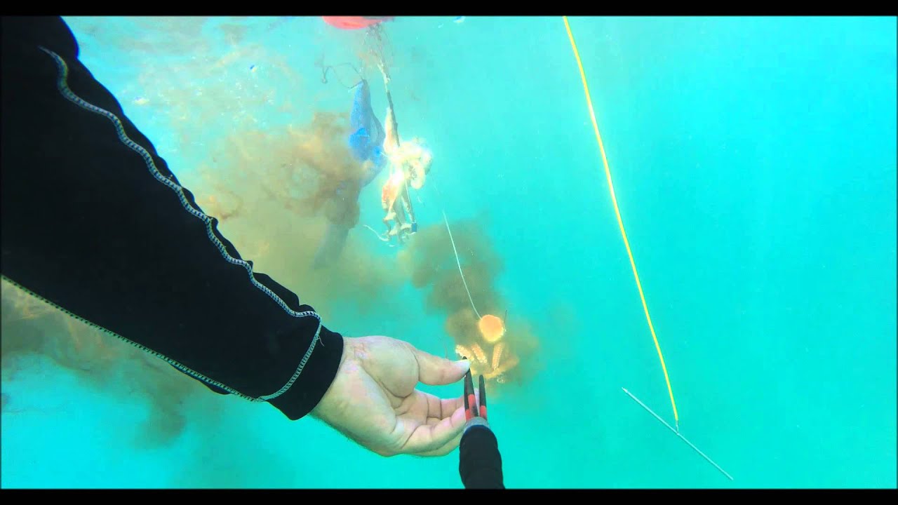 Diving for tako YouTube