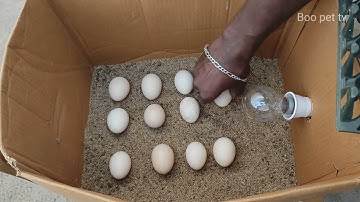 How to make a home incubator at home from a cotton paper box#viral#chicken#boopettv#egg# 
