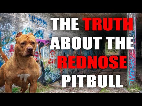 THE RED NOSE AMERICAN PITBULL TERRIER