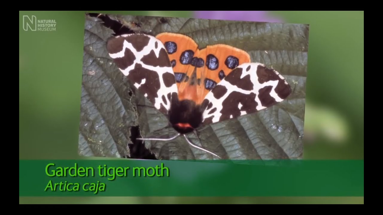 natural history museum london whale Moths in the garden and how to help stop their decline | Natural History Museum