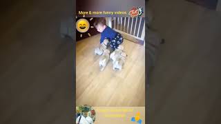 try not to laugh .amazing Dogs. funny 🤣 animals