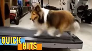 Dog Cheats on the Treadmill | AFV