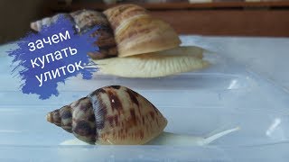 Улитки АХАТИНА ретикулято альбино/КУПАНИЕ 🐌/кормление И УХОД