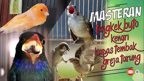 mixs masteran kapas tembak,kenari,tengkek buto,greja tarung