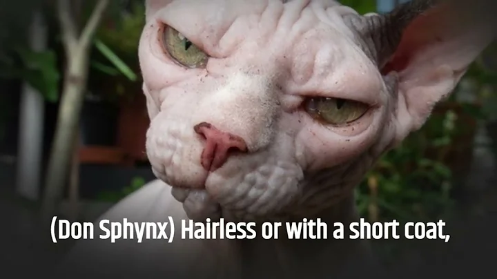 Video 4114621: european shorthair, sphinx, cat wonderful, domestic cat