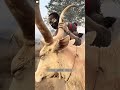Why Do African Farmers Cover Cows With Mud! 🐄 😳 #shortsvideo