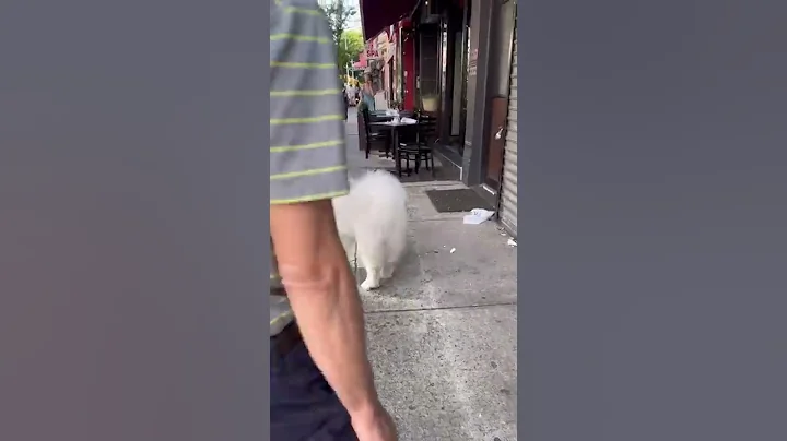 Dogs are so precious 🥺 #shorts #dog #scent #samoyed - DayDayNews