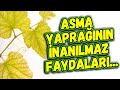 Asma Yaprağının İnanılmaz Faydası 1 Günde Etki Gösteriyor