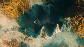 Great Barrier Reef diving - Pelorus Island