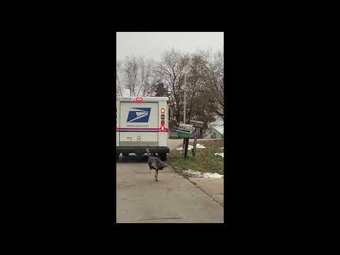 Hilarious moment angry turkey chases down Wisconsin postal worker