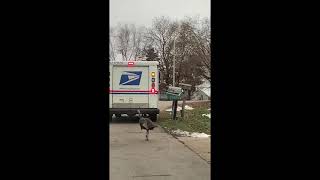 Hilarious moment angry turkey chases down Wisconsin postal worker by Newsflare Viral 419 views 2 years ago 1 minute, 49 seconds