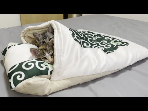 子猫にベッドを買ったら大興奮で暴走しちゃいました…【かわいい】