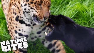 Will These Rare Jaguars Breed? | The Secret Life of the Zoo | Nature Bites