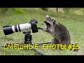 Cмешные ЕНОТЫ #15 / Приколы с ЕНОТАМИ 2021 / Funny Raccoons.