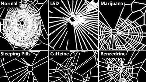 When NASA gave spiders drugs to see how it affected their webs.