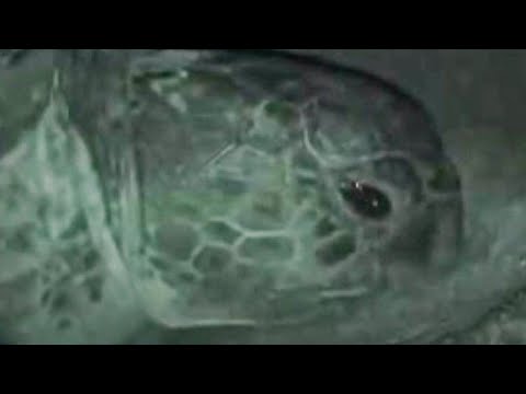Amazing Mother Turtle Laying Eggs at Night | Unknown Africa | BBC Studios