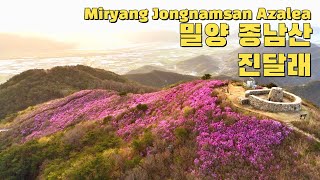 밀양 종남산 진달래 드론영상 Miryang Jongnamsan Azalea drone video