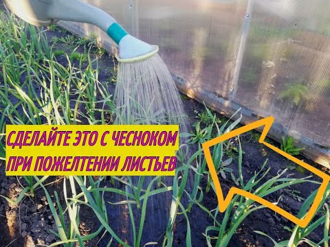 ПОЖЕЛТЕЛ ЧЕСНОК? ЧТО ДЕЛАТЬ ЕСЛИ ЖЕЛТЕЕТ ЧЕСНОК? СПАСАЕМ ЧЕСНОК ДЛЯ ПОЛУЧЕНИЯ ХОРОШЕГО УРОЖАЯ.