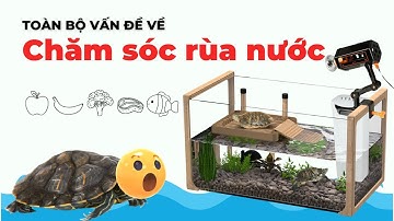 Tất cả những lưu ý khi chăm sóc rùa nước, rùa thủy sinh trong 10 phút #onhachoivoirua #nuoirua