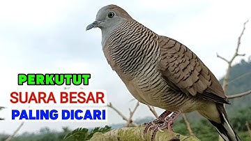 #perkututlokalgacor #perkututlokal #perkutut  #live 15/10/25