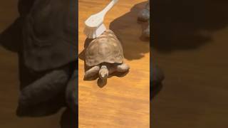 Tortoise likes a back rub #tortoise #zoo #animal #love