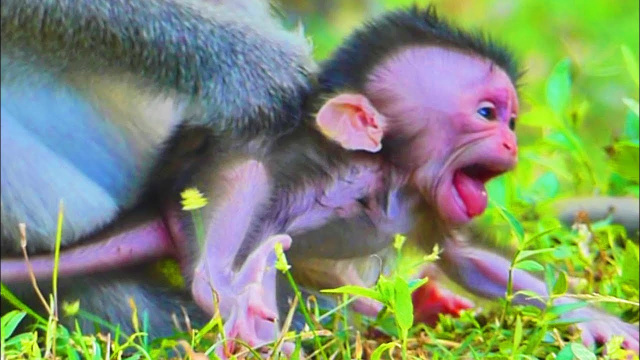 Baby monkey tries request milk his mom by hungry  #cutemonkey #babymonkey
