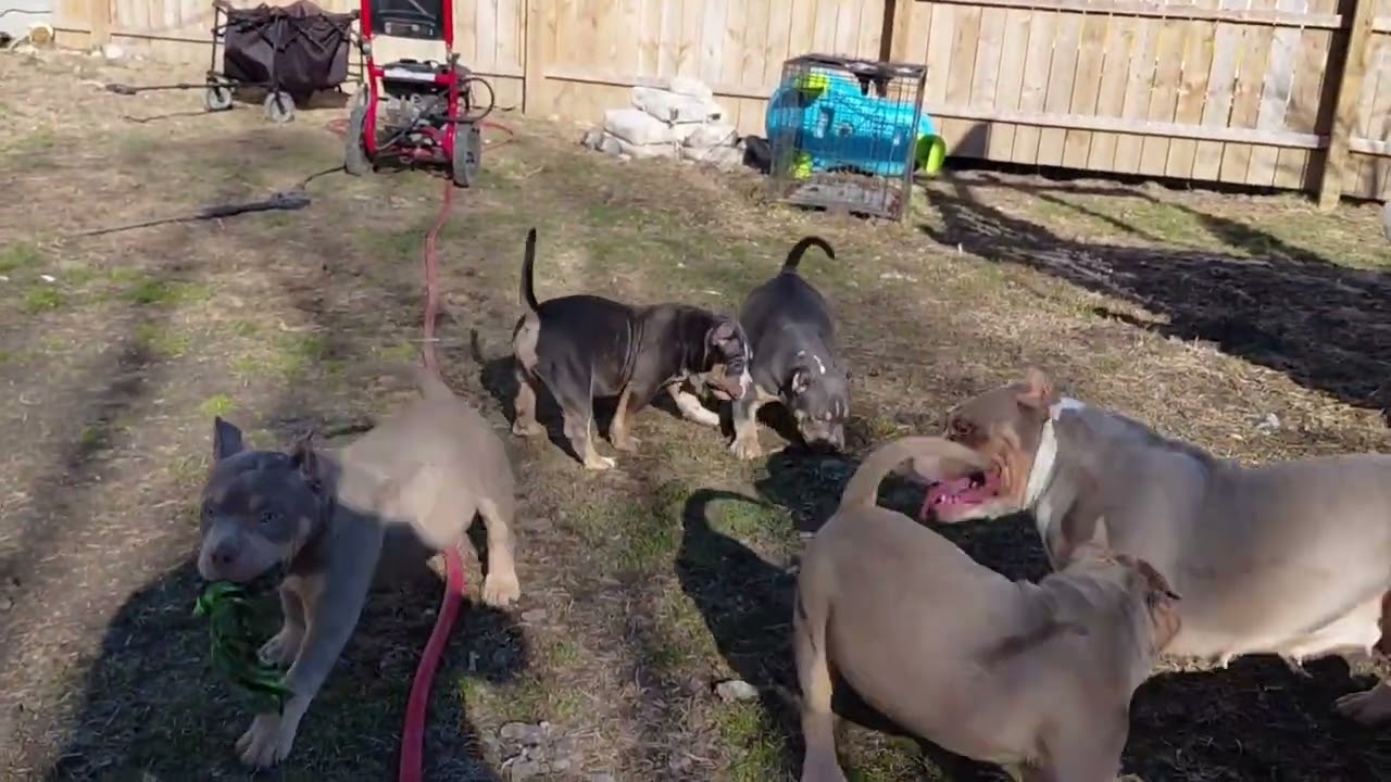 Безумные щенки, настоящий сумасшедший дом‼️ В наличии девочки и мальчики. 812-581-6569