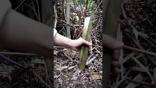 #Pulling bamboo shoots #Freshly baked #Rural life #Stress relief #Immersive#485a4