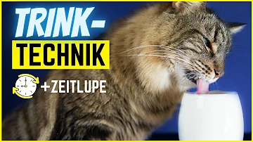 Wie wirkt Weihrauch auf Katzen?