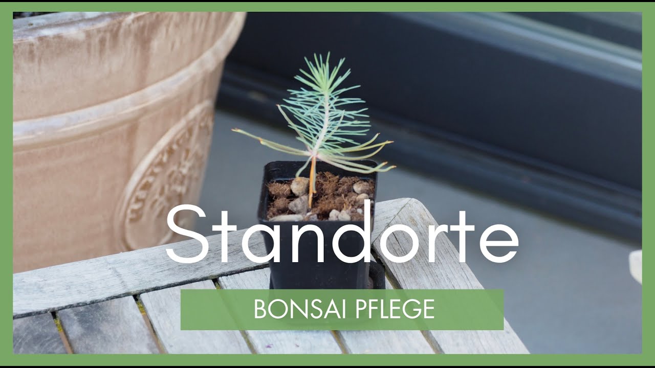 Richtige Standorte fr Bonsai/ Pflanzen auswhlen