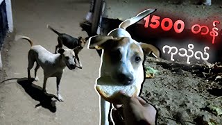 1500 တန်ကုသိုလ် သို့မဟုတ် ပထမဆုံး vlog screenshot 2