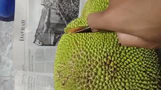 Panen lagi nangka madu super manis