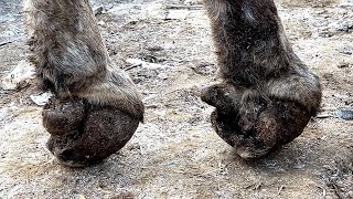 The poor donkey landed on its toes,Trim two misshapen hind hooves!