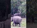 African animals (elephant)🐘 #shortsfeed #short #youtubeshorts #elephant #tranding #africa #ytshorts