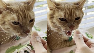 Cat Gets Angry Smelling Other Cats Fur