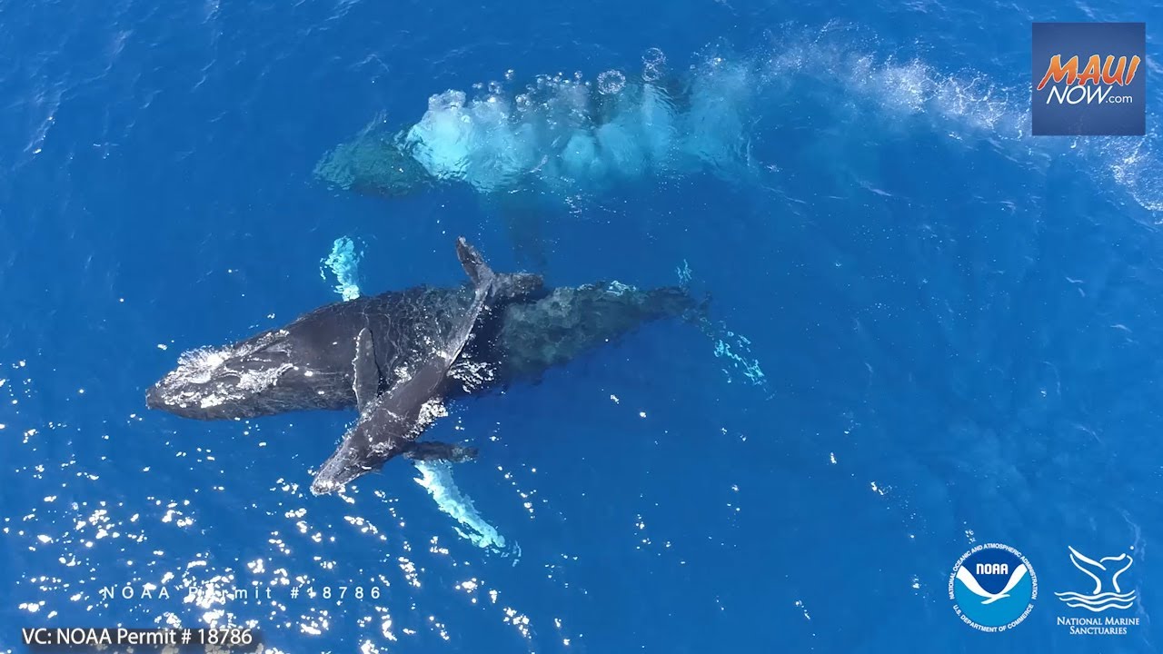 hawaii humpback whale sanctuary