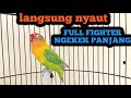 Dengan ini banyak Lovebird YANG ikutan ngekek panjang dan fighter PASTI NYAUT NYA