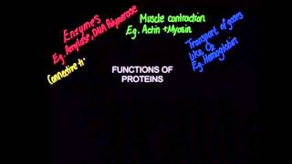2.4 Protein functions