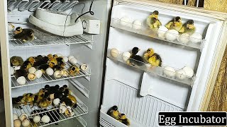How to hatch Eggs In old Refrigerator ( Fridge ) - Hatched ducks