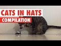 Funny cats in hats compilation 2017