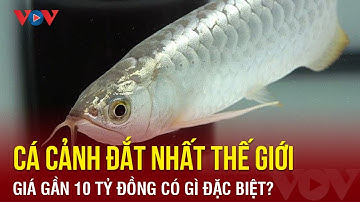 Loài cá cảnh đắt nhất thế giới giá gần 10 tỷ đồng có gì đặc biệt | Báo Điện tử VOV