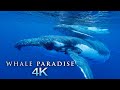 Whale Paradise 4K - 1HR Underwater Ambient Nature Relaxation™ Film   Music for Stress Relief, Sleep